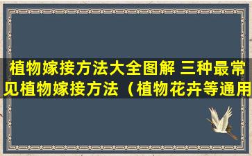 植物嫁接方法大全图解 三种最常见植物嫁接方法（植物花卉等通用）芽接